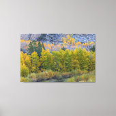 Aspen Forest in de herfst Canvas Afdruk (Voorkant)