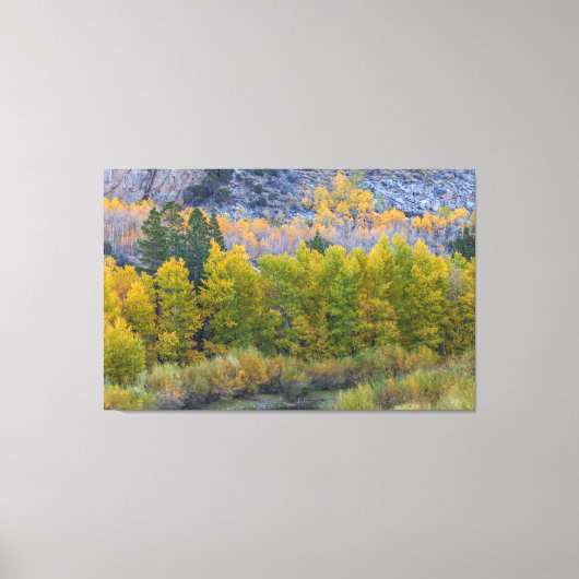Aspen Forest in de herfst Canvas Afdruk (Voorkant)