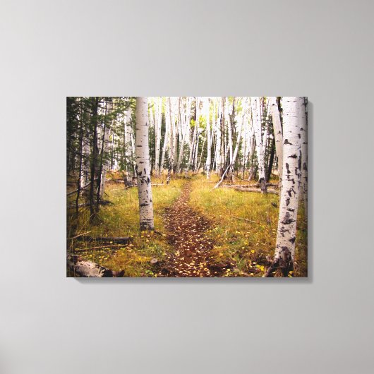 Aspen Forest in de herfst Canvas Afdruk (Voorkant)