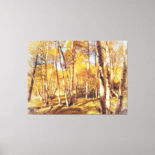 Aspen Forest in levendige herfstkleuren Canvas Afdruk (Voorkant)