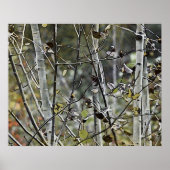 Aspen Forest Poster (Voorkant)