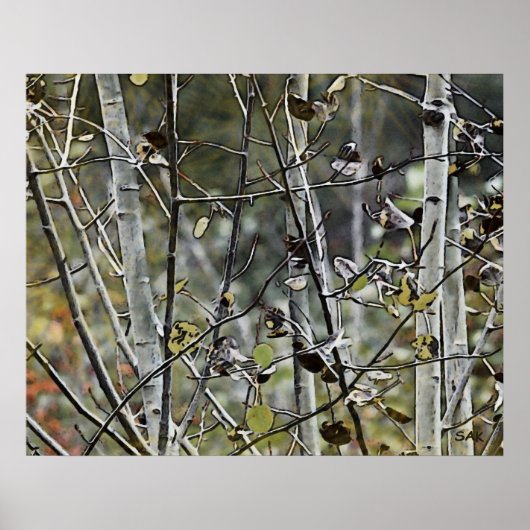 Aspen Forest Poster (Voorkant)