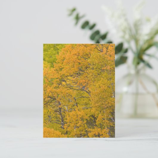 Aspen groef in piekvalkleuren nabij Oost Briefkaart (Staand voorkant)