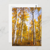 Aspen Groove Yellow Fall Leaves Briefkaart (Voorkant / Achterkant)