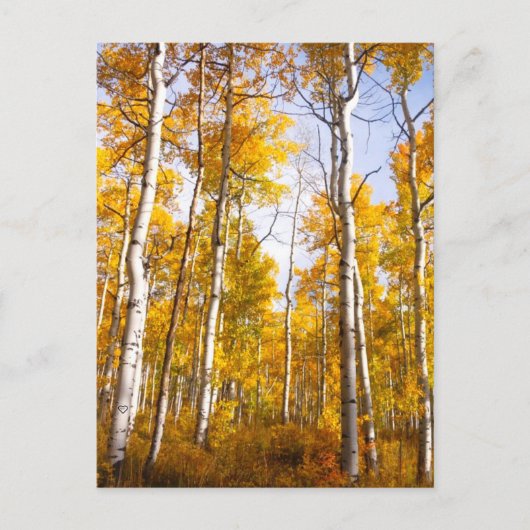Aspen Groove Yellow Fall Leaves Briefkaart (Voorkant)