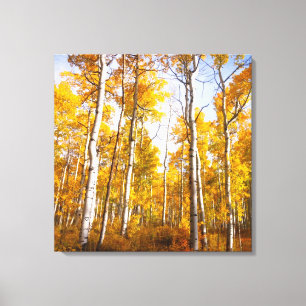 Aspen Groove Yellow Fall Leaves Canvas Afdruk