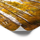 Aspen Groove Yellow Fall Leaves Poster (Hoek)
