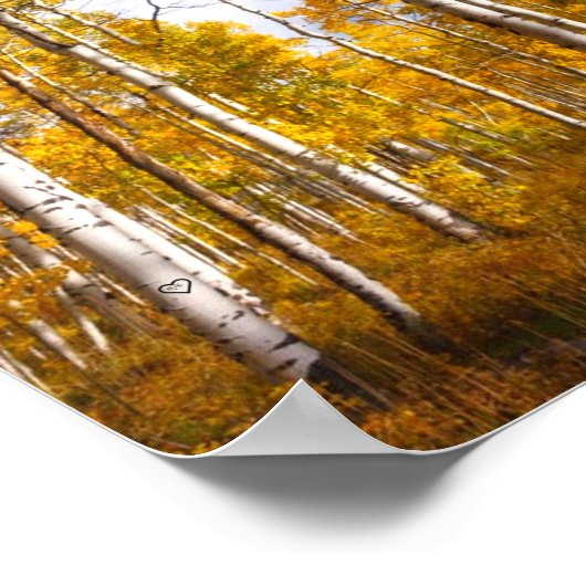 Aspen Groove Yellow Fall Leaves Poster (Hoek)