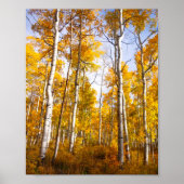 Aspen Groove Yellow Fall Leaves Poster (Voorkant)