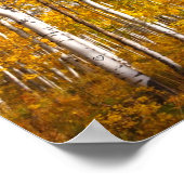 Aspen Groove Yellow Fall Leaves Poster (Hoek)