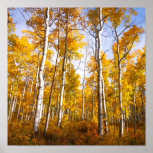 Aspen Groove Yellow Fall Leaves Poster