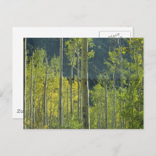 Aspen Grove Briefkaart (Voorkant / Achterkant)