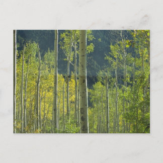 Aspen Grove Briefkaart