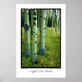 Aspen Grove, Cripple Creek, Colorado Poster (Voorkant)