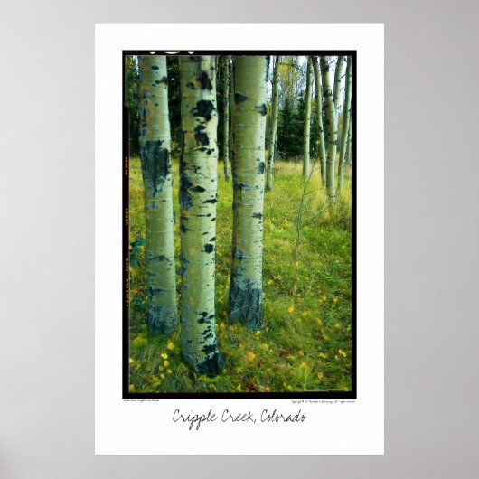 Aspen Grove, Cripple Creek, Colorado Poster (Voorkant)