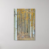 Aspen Grove in de herfst Canvas Afdruk (Voorkant)