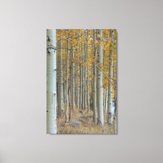 Aspen Grove in de herfst Canvas Afdruk (Voorkant)