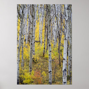 Aspen grove in de kleur van de herfst in de gletsj poster