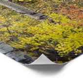 Aspen grove in de kleur van de herfst in Glacier Poster (Hoek)