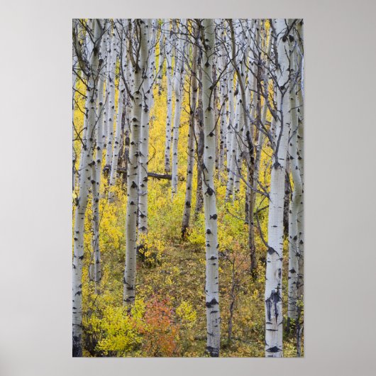 Aspen grove in de kleur van de herfst in Glacier Poster (Voorkant)