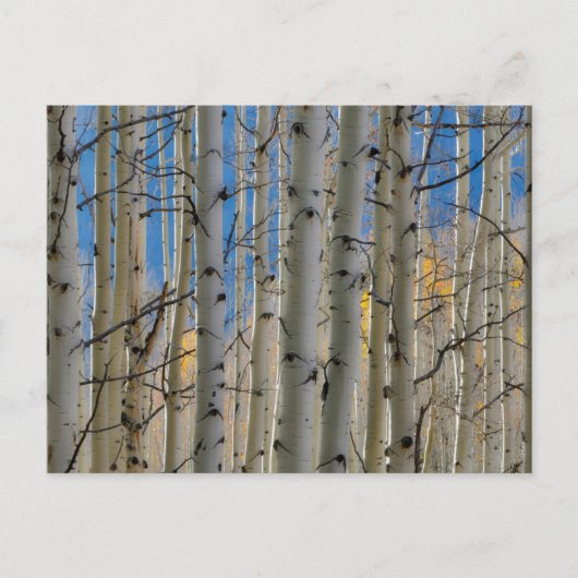Aspen Groves | Rocky Mountains Colorado Briefkaart (Voorkant)