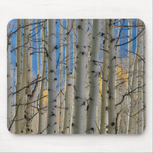 Aspen Groves   Rocky Mountains Colorado Muismat