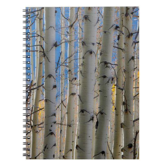Aspen Groves | Rocky Mountains Colorado Notitieboek (Voorkant)