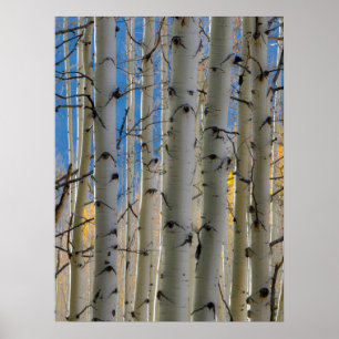 Aspen Groves   Rocky Mountains Colorado Poster