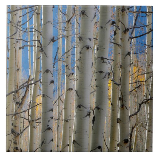 Aspen Groves | Rocky Mountains Colorado Tegeltje (Voorkant)