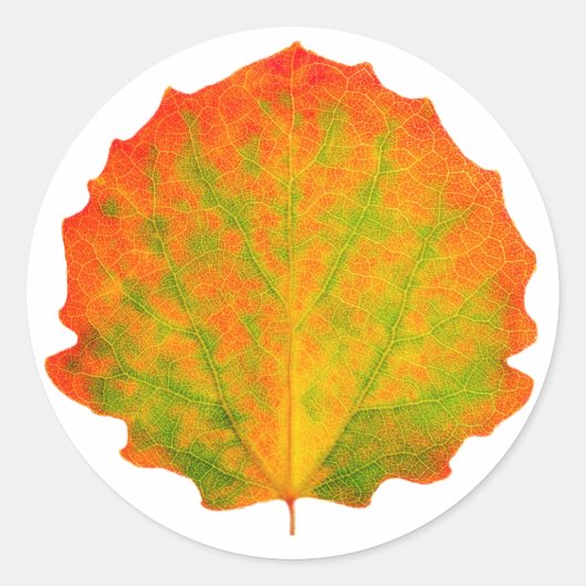 Aspen herfstblad ronde sticker (Voorkant)
