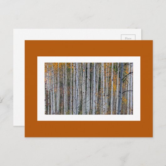 Aspen in de herfst briefkaart (Voorkant / Achterkant)