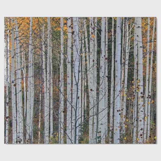 Aspen in de herfst cadeaupapier (Vlak)