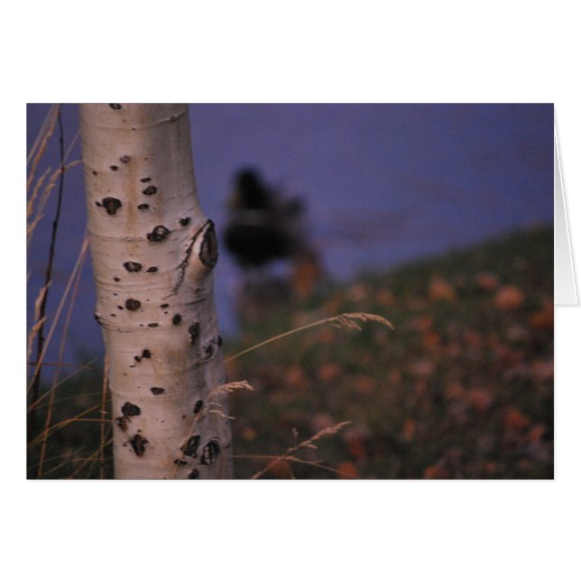 Aspen in de lente (Voorkant Horizontaal)