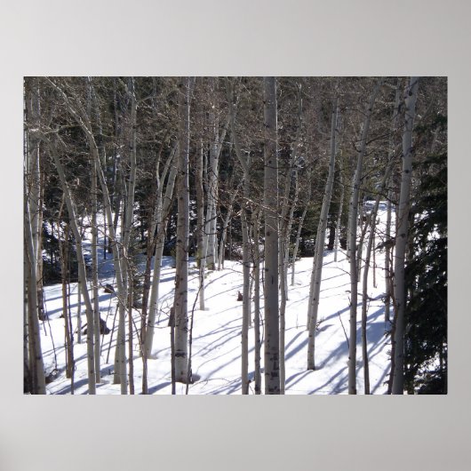 Aspen in Snow Poster (Voorkant)