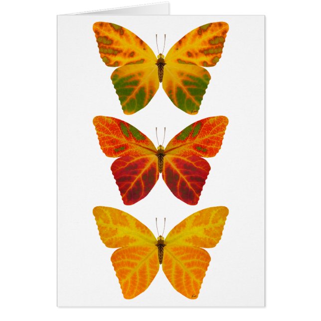 Aspen Leaf Butterflies (Voorkant)