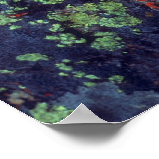 Aspen leaf op een korstbedekt gesteente poster (Hoek)