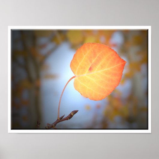 Aspen Leaf wijst de weg Poster (Voorkant)