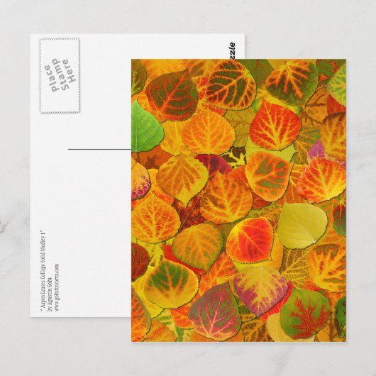 Aspen Leaves Collage Solid Medley 1 Briefkaart (Voorkant / Achterkant)