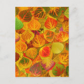 Aspen Leaves Collage Solid Medley 1 Briefkaart (Voorkant)