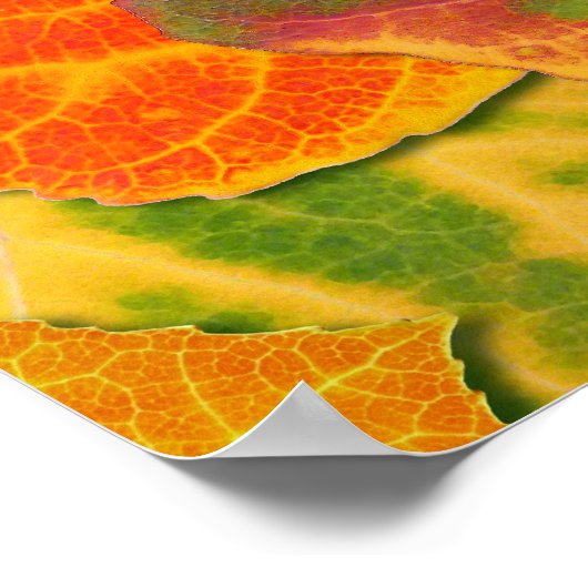 Aspen Leaves Collage Solid Medley 1 Poster (Hoek)