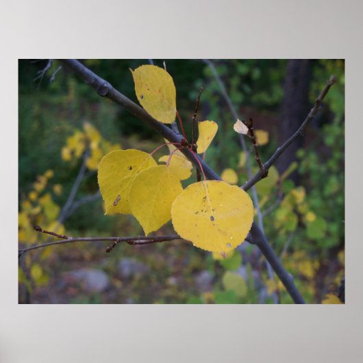 Aspen Leaves Poster (Voorkant)