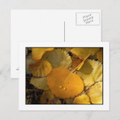 "Aspen Leaves - Rock Creek Canyon" Briefkaart (Voorkant / Achterkant)