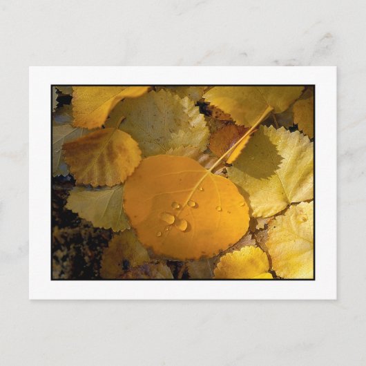 "Aspen Leaves - Rock Creek Canyon" Briefkaart (Voorkant)