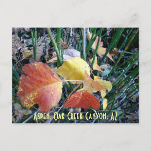 Aspen, Oak Creek Canyon, AZ Briefkaart