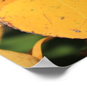 Aspen Poplar Leaves in het najaar Poster (Hoek)