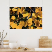 Aspen Poplar Leaves in het najaar Poster (Keuken)
