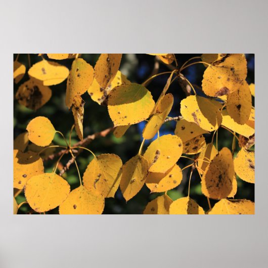 Aspen Poplar Leaves in het najaar Poster (Voorkant)