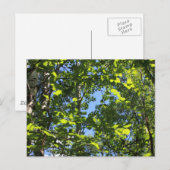 Aspen Poplars Briefkaart (Voorkant / Achterkant)