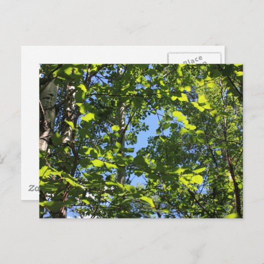 Aspen Poplars Briefkaart (Voorkant / Achterkant)