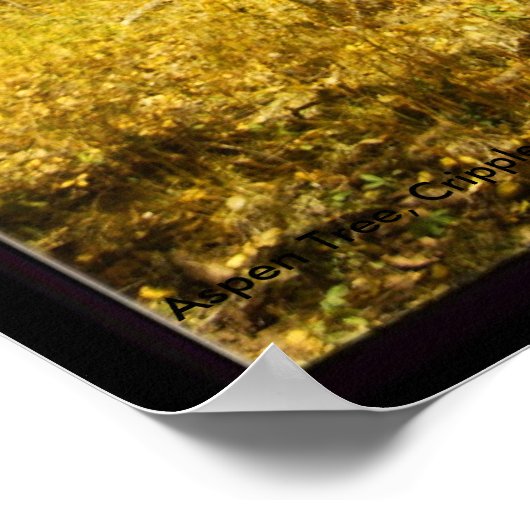 Aspen Tree, Cripple Creek, Colorado Poster (Hoek)